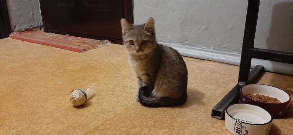 Котёнок ищет дом в Томске фото 3