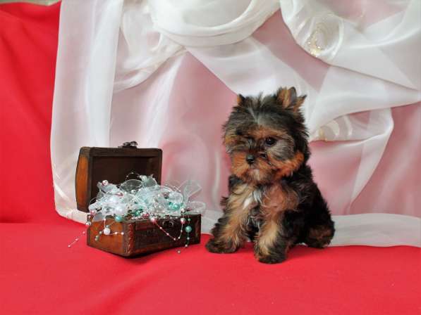 Щенки Йоркширского терьера. Миниатюрная девочка в Москве фото 8