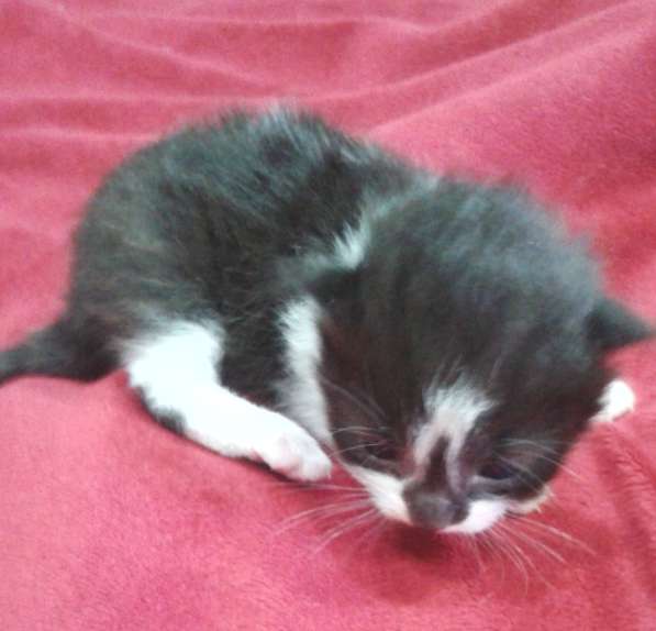 Отдам 4 котенка беленький черненький и 2 рыжика рожд 5 марта в фото 4