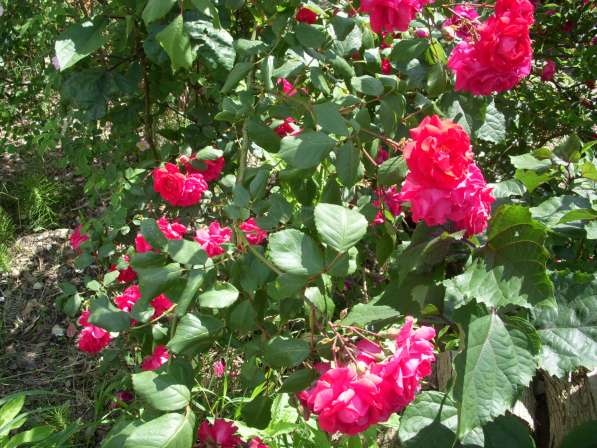 Продаю щенков немецкой овчарки в Адлере фото 5