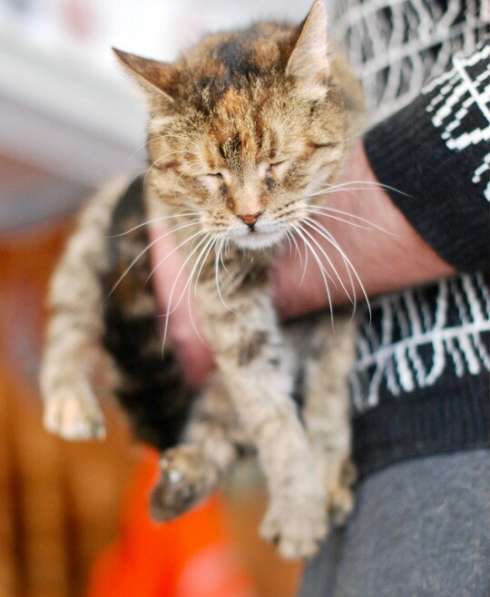 Кошка с потрясающим трогательным взглядом ищет дом в Москве