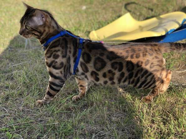 Бенгальский кот в разведение в фото 10