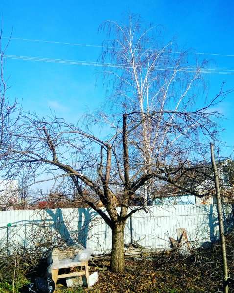 Озеленение и благоустройство, обрезка плодовых деревьев в Воронеже фото 13