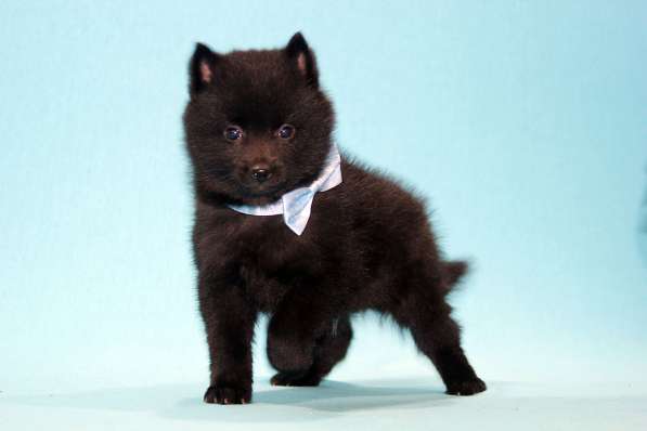 Шипперке щенки из питомника в Москве фото 10