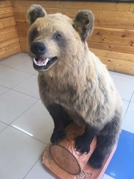 Чучело медведя в Перми фото 5