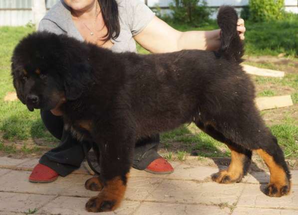 Щенки Тибетского мастифа. 100 Китай в Дмитрове фото 23