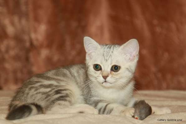 Шотландские котики фолд и страйт в Москве фото 14