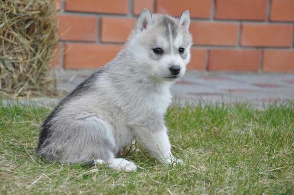 Две высокопородные девочки Хаски от Чемпионов! в Тюмени фото 18