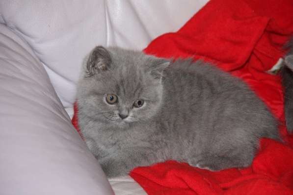 Британские котята голубого окраса в Санкт-Петербурге фото 4