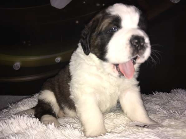 Щенки сенбернара в фото 93