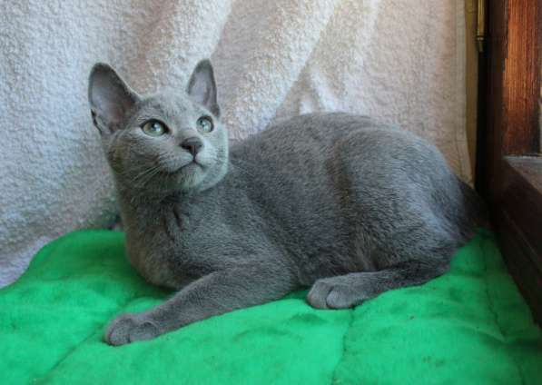 Котята русской голубой