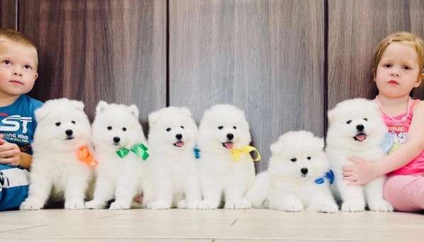 Яркие белоснежные щенки