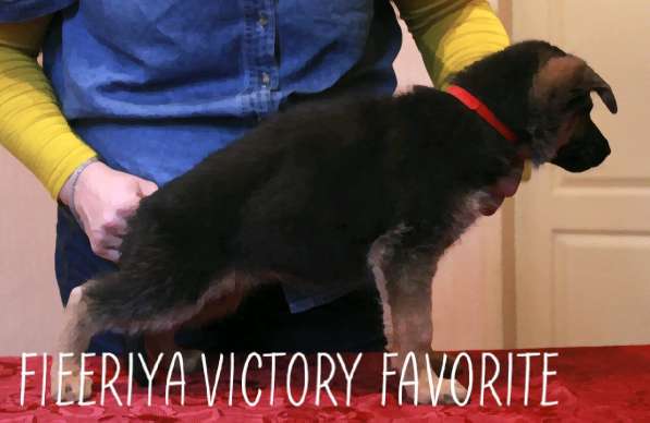 Щенки немецкой овчарки в фото 9