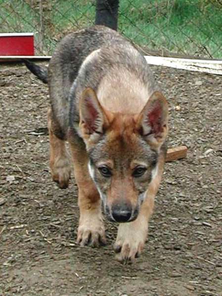 Чехословацкая волчья собака - 4 месяца