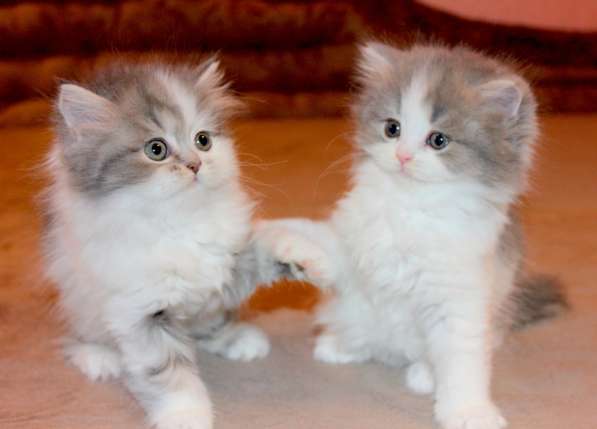 Шотландский котёнок Марсель) в Екатеринбурге фото 9