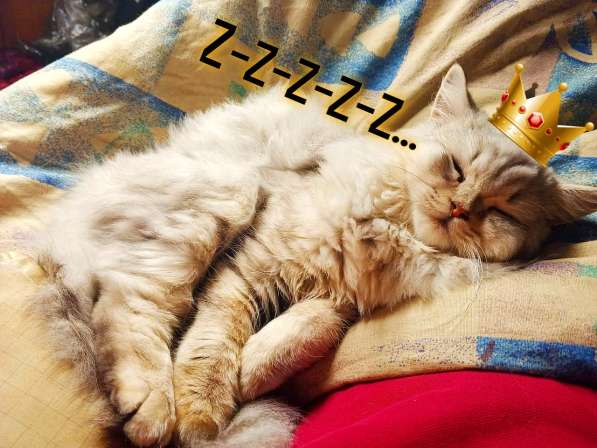 Британская кошка Мия даром