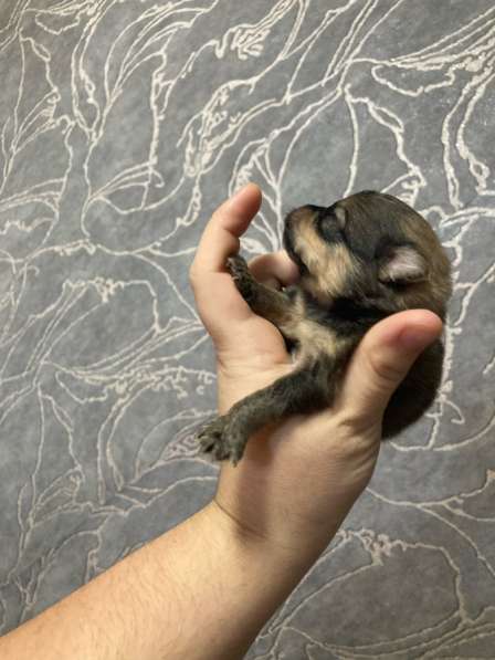 Продам щенков шпица в Иванове фото 8