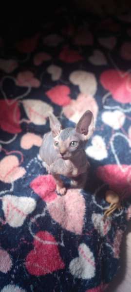 Девочка Канадский сфинкс