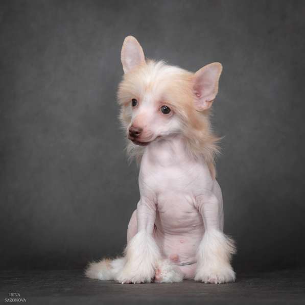 Китайская хохлатая в Москве фото 12