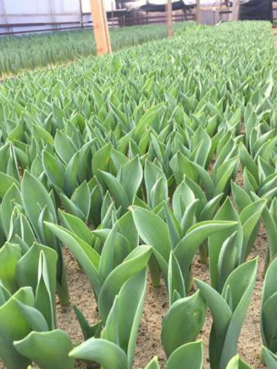 тюльпаны от производителя оптом к 8 март в Армавире фото 6