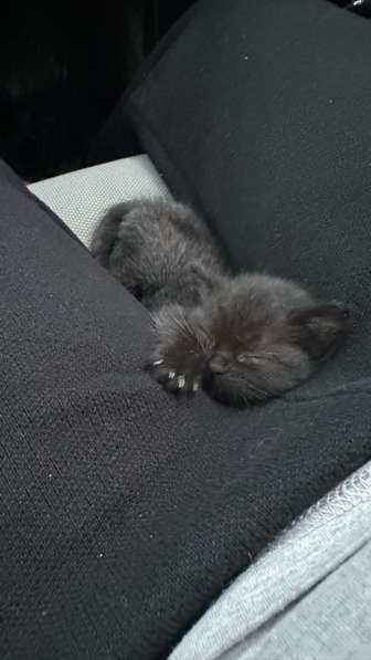 Отдам в добрые руки