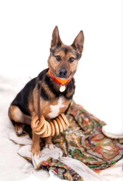 Добряк Стёпа ищет дом