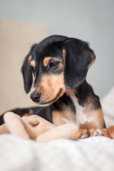 Зиппи ищет своего человека в Москве фото 5