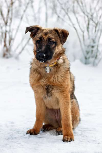 Умница Арья ищет дом! в Москве фото 8