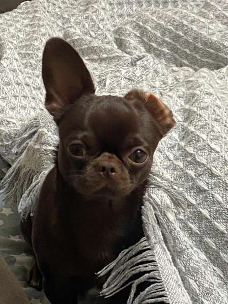 Кобель для вязки