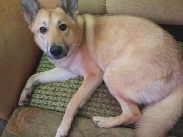 Срочно отдам собаку