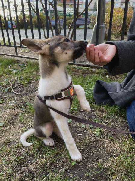 Снежа – Плюшевая Нежность и Комочек Обаяния! в Санкт-Петербурге фото 5