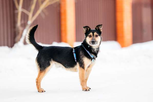 Коротколапик Перчик в дар