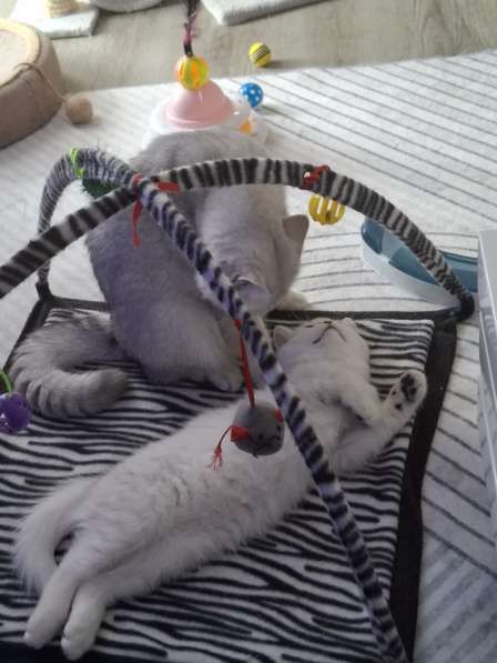 Британский короткошерстный котик в фото 8