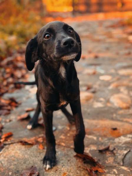 Два чудесных щеночка (девочки) ищут дом! в Москве фото 3