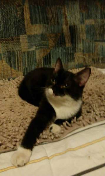 Отдам даром Маленький подкидыш