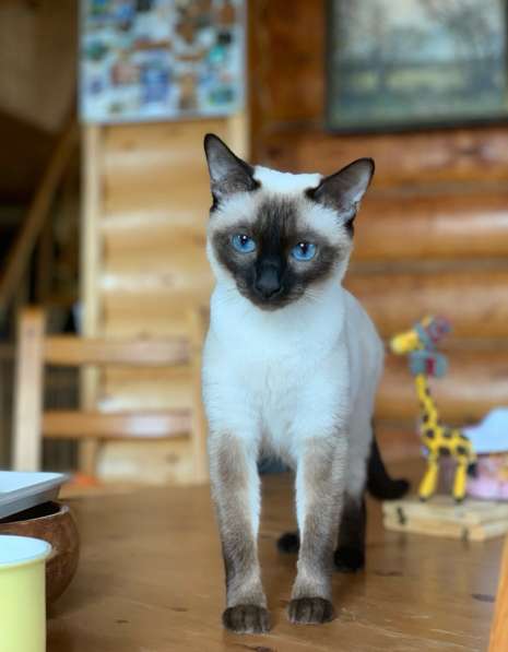 Сиамский котенок в Туле фото 3