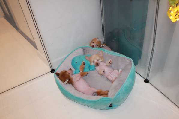 Щенок КХС в Москве фото 18