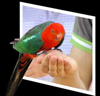 Разведения и продажа попугаев и канареек