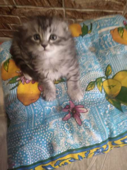 Продам вислоухих котят в Красноярске фото 9