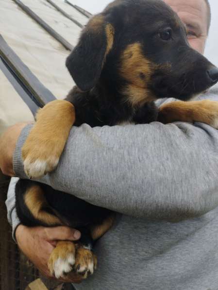 Девочка в добрые руки в 