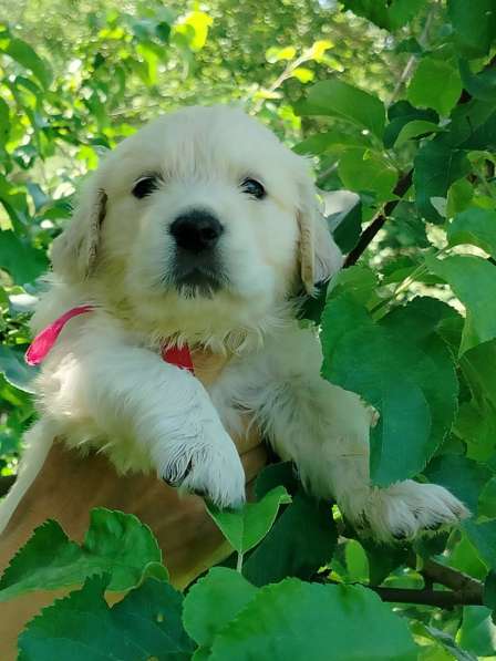 Щенки золотистого ретривера в Москве фото 9