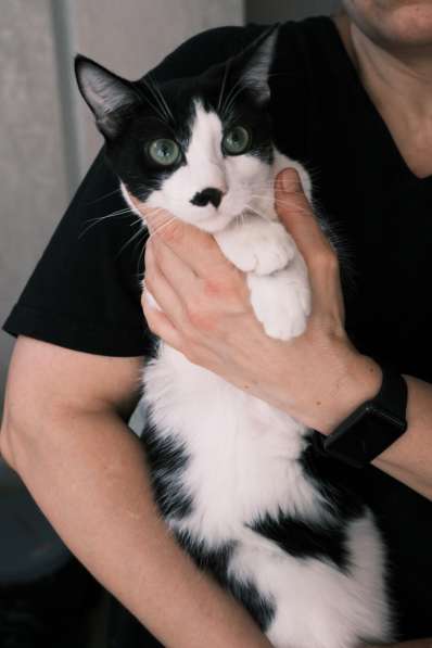 Багира в фото 15