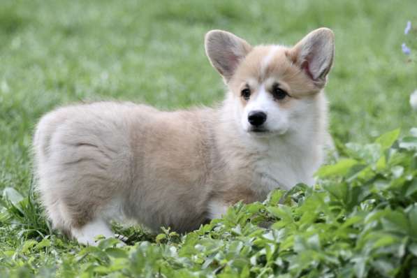 Вельш корги пемброк в Москве фото 7