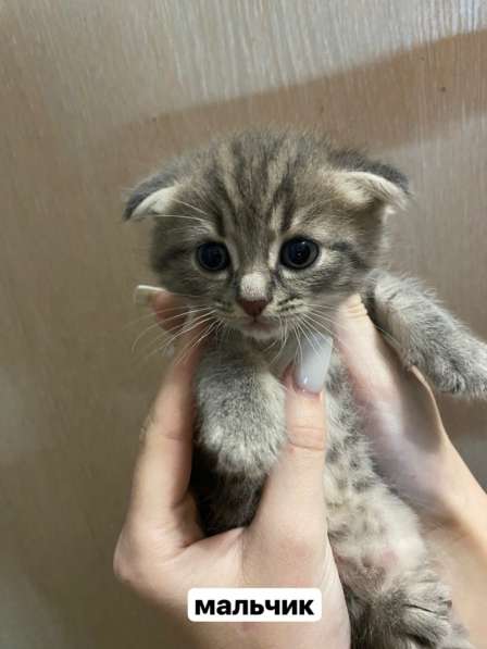 Котята в хорошие руки