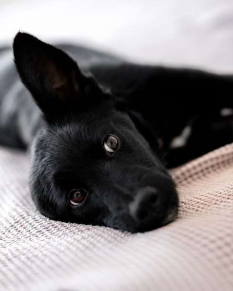 Маленькая Молли ищет свой дом! в Москве фото 5