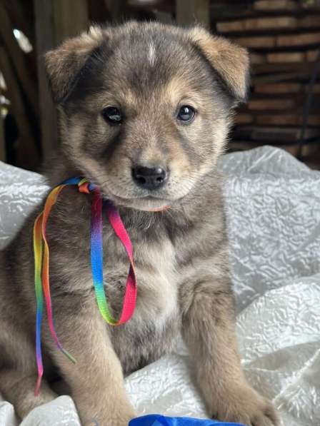 Щeнки-мeдвeжатa в добрые руки! в Москве фото 10