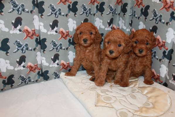 Щенки красного той-пуделя в Москве