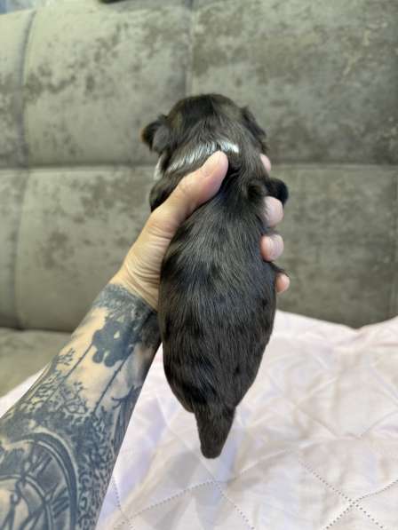 Йоркширский терьер цветной в Сургуте фото 4