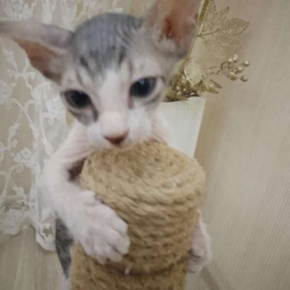 Сфинкс Коди