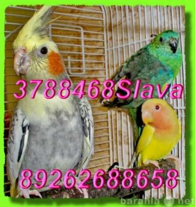 Кореллы разных расцветок, ручные птенцы. Москва в Москве фото 4